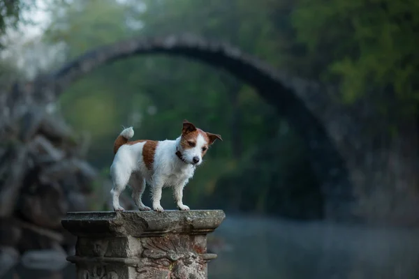 O cão na ponte Rakotzbrucke. Jack Russell terier Nas belas e místicas paisagens. Viajar com um animal de estimação — Fotografia de Stock