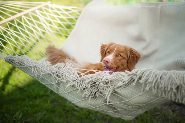 Der Hund ruht in einer Hängematte. Nova Scotia Retriever auf die Natur im Sommer. glückliches Haustier im Urlaub — Stockfoto