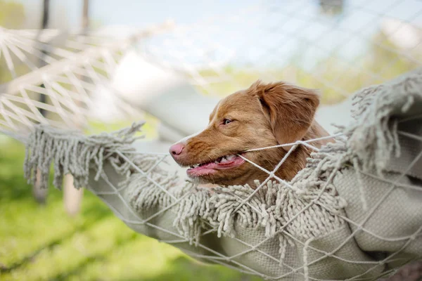 Der Hund ruht in einer Hängematte. Nova Scotia Retriever auf die Natur im Sommer. glückliches Haustier im Urlaub — Stockfoto