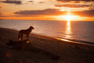 deniz tarafından gün batımında toller köpek. Nova Scotia Duck Tolling Retriever tatilde. Pet Seyahat