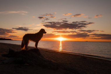 deniz tarafından gün batımında toller köpek. Nova Scotia Duck Tolling Retriever tatilde. Pet Seyahat