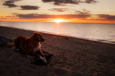 deniz tarafından gün batımında toller köpek. Nova Scotia Duck Tolling Retriever tatilde. Pet Seyahat