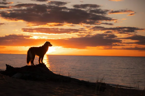 Toller dog at sunset by the sea. Nova Scotia Duck Tolling Retriever is on vacation. Pet Travel — Stock Photo, Image
