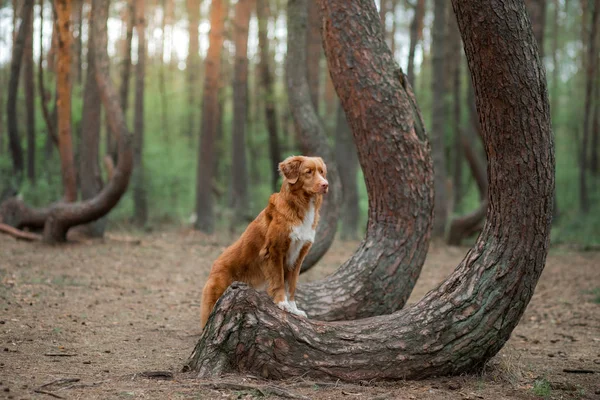 Cão na floresta. Floresta torta na Polónia. Viajante de animais. Nova Scotia Duck Tolling Retriever para um passeio — Fotografia de Stock