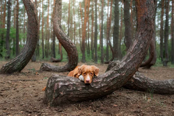 Hund im Wald. Schiefer Wald in Polen. Haustier-Reisende. Nova Scotia Ente Maut Retriever für einen Spaziergang — Stockfoto