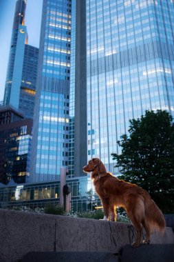 şehirdeki gökdelenler yakınında köpek. İş merkezlerinde evcil hayvan. Frankfurt Main'de. Nova Scotia Retriever, Toller
