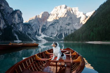 İtalya'da göl braies üzerinde köpek. Teknede Avustralya çoban köpeği. Lago di Braies için evcil hayvan seyahat
