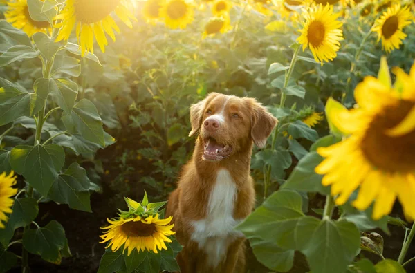 Hund in einem Feld von Sonnenblumen. nova scotia duck mautpflichtiger Retriever in der Natur. sonniges glückliches Haustier — Stockfoto