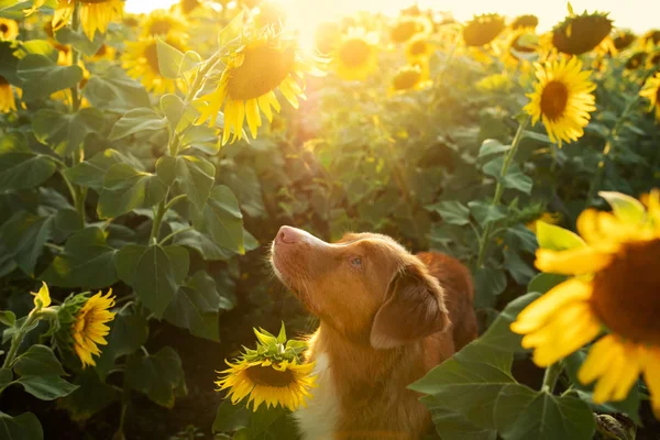 Σκύλος σε ένα χωράφι με ηλιοτρόπια. Η πάπια της Νέας Σκωτίας χτυπά το Τρίβερ στη φύση. Ηλιόλουστο χαρούμενο κατοικίδιο — Φωτογραφία Αρχείου