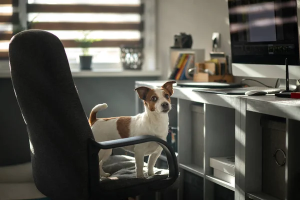 El perro está sentado en una silla en la computadora. Inteligente Jack Russell Terrier —  Fotos de Stock