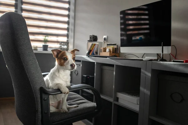 Le chien est assis sur une chaise à l'ordinateur. Jack Russell Terrier intelligent — Photo
