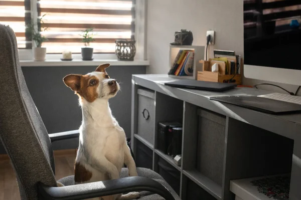 Le chien est assis sur une chaise à l'ordinateur. Jack Russell Terrier intelligent — Photo