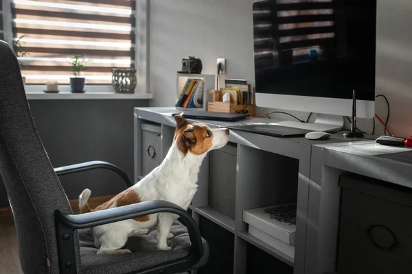 A kutya van ülő-ra egy szék-nél számítógép. Ügyes alsó sárgásbarna telekkönyv — Stock Fotó