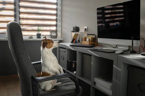 A kutya van ülő-ra egy szék-nél számítógép. Ügyes Jack Russe — Stock Fotó