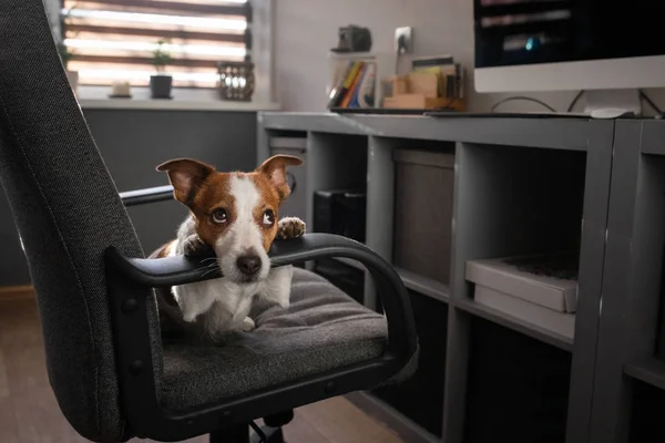 A kutya van ülő-ra egy szék-nél számítógép. Ügyes Jack Russe — Stock Fotó