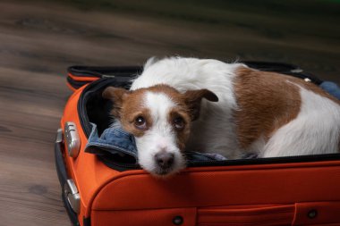 Bir köpekle seyahat etmek. Komik jack russell terrier bir bavul içinde. 