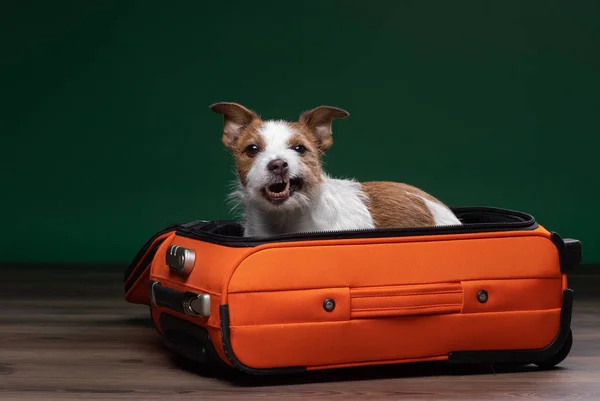 和狗一起旅行。有趣的杰克鲁塞尔梗在手提箱. — 图库照片