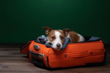 Bir köpekle seyahat etmek. Komik jack Russell Terrier bir bavul içinde. Evcil hayvan macera