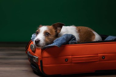 Bir köpekle seyahat etmek. Komik jack Russell Terrier bir bavul içinde. Evcil hayvan macera
