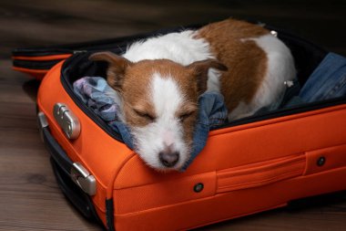 Bir köpekle seyahat etmek. Komik jack Russell Terrier bir bavul içinde. Evcil hayvan macera