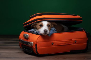 Bir köpekle seyahat etmek. Komik jack Russell Terrier bir bavul içinde. Evcil hayvan macera