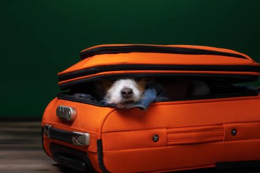 Bir köpekle seyahat etmek. Komik jack Russell Terrier bir bavul içinde. Evcil hayvan macera