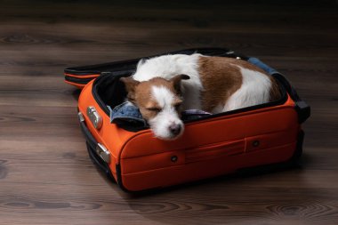 Bir köpekle seyahat etmek. Komik jack Russell Terrier bir bavul içinde. Evcil hayvan macera