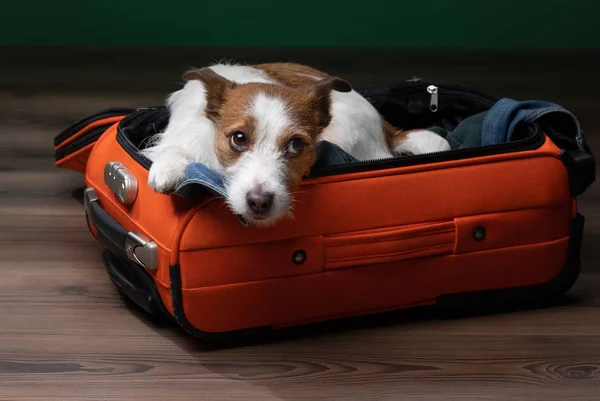 Viaggiare con un cane. Un divertente jack russell terrier in una valigia. Avventura animale domestico — Foto Stock