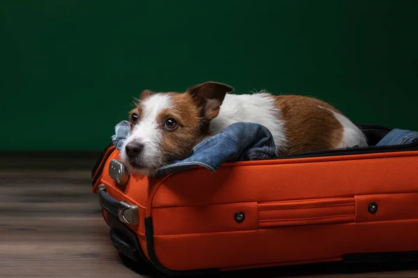 เดินทางไปกับสุนัข แจ็ครัสเซล เทอเรียร์ตลกในกระเป๋าเดินทาง การผจญภัยของสัตว์เลี้ยง — ภาพถ่ายสต็อก