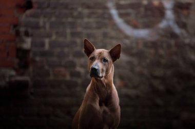 grunge duvar arka plan üzerinde köpek. Tay ridgeback dışında