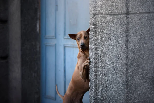 Dog on a grunge wall background. Thai ridgeback outside — Stock Photo, Image
