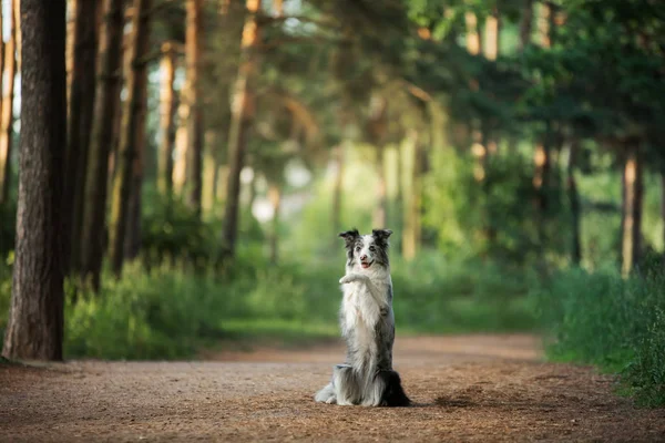 Gehoorzame hond in het Park. Marmeren Border Collie. Wandeling met een huisdier — Stockfoto