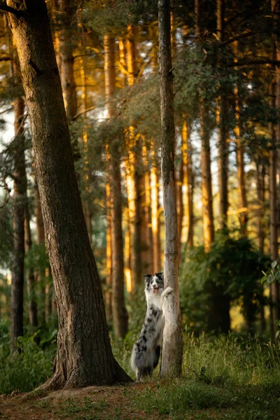 Chien obéissant dans le parc. Marbre Border Collie. Marcher avec un animal de compagnie — Photo