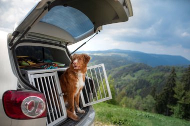 kutudaki arabada köpek. Evcil hayvanla bir gezi. Nova Scotia Retriever açık havada