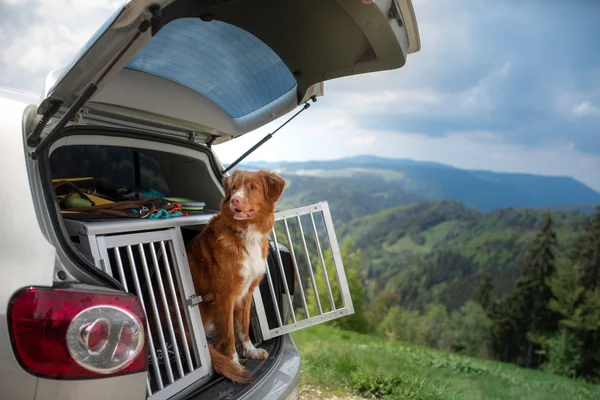 Hond in de auto in de doos. Een reis met een huisdier. Nova Scotia retriever buitenshuis — Stockfoto