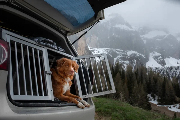 Cão no carro na caixa. Uma viagem com um animal de estimação. Nova Escócia Retriever outdoo — Fotografia de Stock