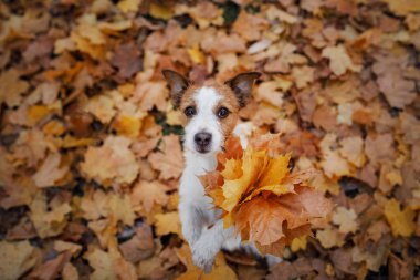 sonbaharda köpek düz yatıyordu bırakır. lhappy jack russell terrier çalış