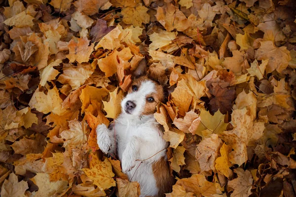Hund im Herbstlaub lag flach. Glücklicher Jack Russell Terrier spielt — Stockfoto