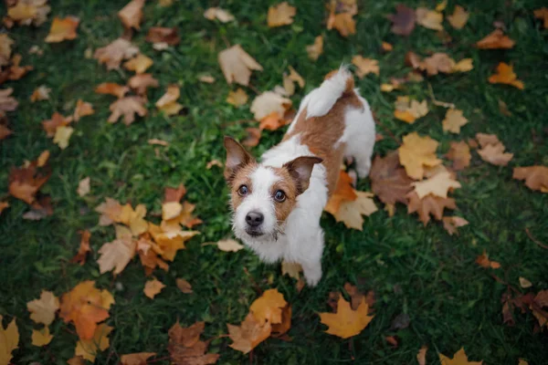 Perro en otoño hojas planas laico. feliz jack russell terrier juega — Foto de Stock