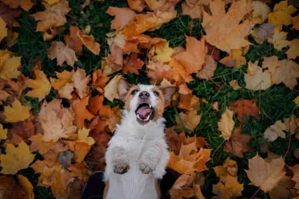 Pes na podzimním listí ležel rovně. šťastný Jack Russell teriér — Stock fotografie