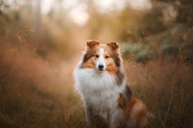 Şafakta sarı çimenlerde köpek. itaatkar güzel sheltie parkta poz