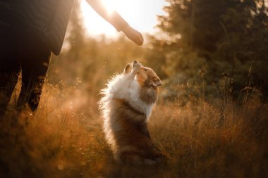 Şafakta sarı çimenlerde köpek. itaatkar güzel sheltie parkta poz
