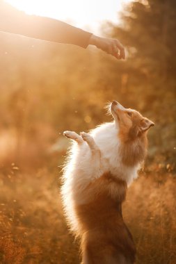 Şafakta sarı çimenlerde köpek. itaatkar güzel sheltie parkta poz