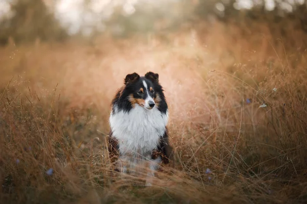 Cane nell'erba gialla all'alba. obbediente bella Sheltie posa nel parco — Foto Stock