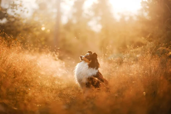 Dog in the yellow grass at sun dawn. obedient beautiful sheltie posing in the park — Stock Photo, Image