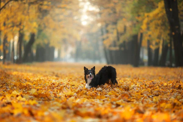 Cão na grama amarela no outono no parque. Pet para uma caminhada. Tri-color Fronteira Collie — Fotografia de Stock