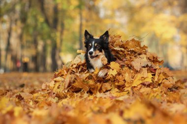 Sonbaharda parkta sarı çimenlerde köpek. Yürüyüşe çıkın. Üç renkli Border Collie