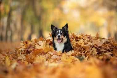 Sonbaharda parkta sarı çimenlerde köpek. Yürüyüşe çıkın. Üç renkli Border Collie