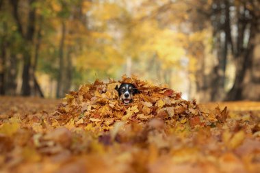 Sonbaharda parkta sarı çimenlerde köpek. Yürüyüşe çıkın. Üç renkli Border Collie
