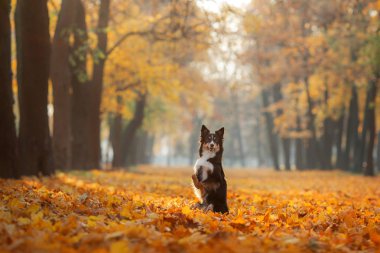 Sonbaharda parkta sarı çimenlerde köpek. Yürüyüşe çıkın. Üç renkli Border Collie